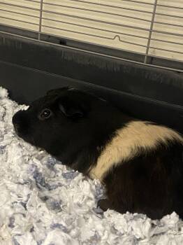 Rescue Guinea Pig Guinea Pigs for Adoption in Fall River, Massachusetts - Hannibal | PetCurious